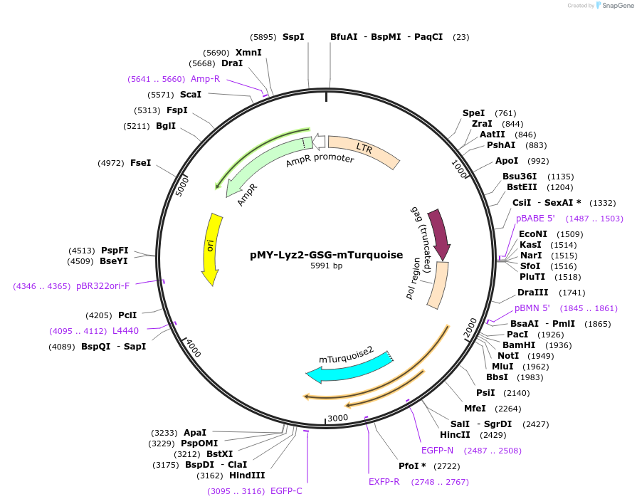 163347-plasmid-map-sequence-id-322064