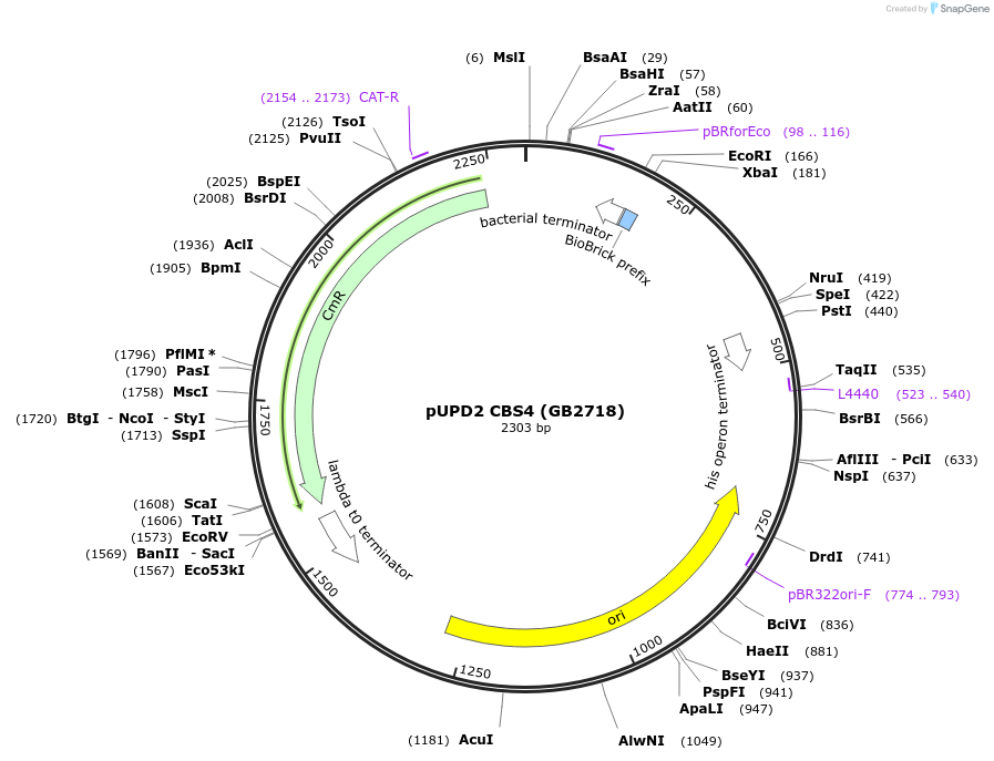 160601-plasmid-map-sequence-id-322066
