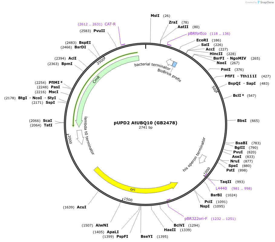 160594-plasmid-map-sequence-id-322071