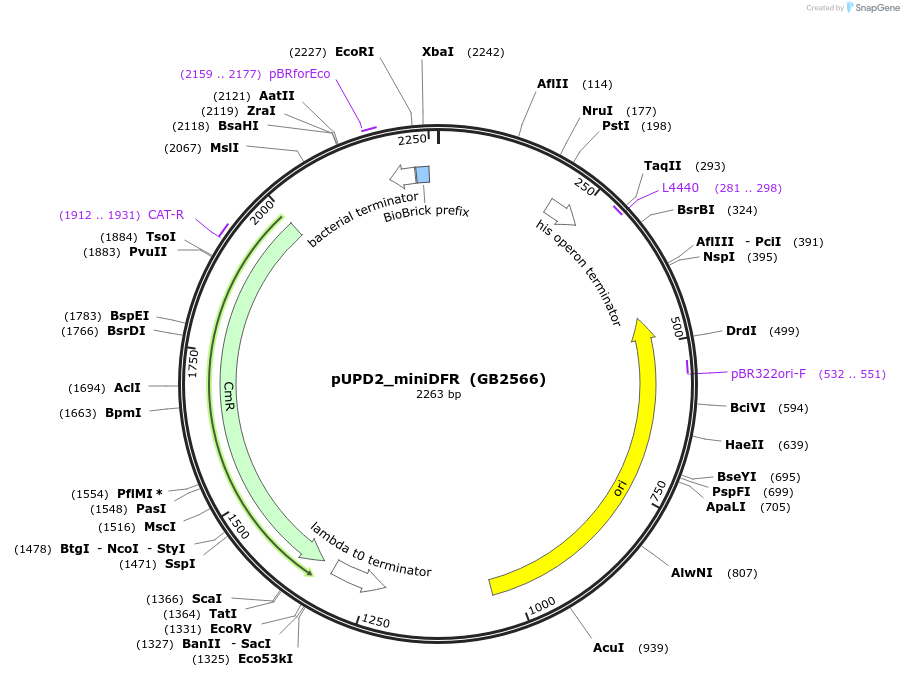 160595-plasmid-map-sequence-id-322072