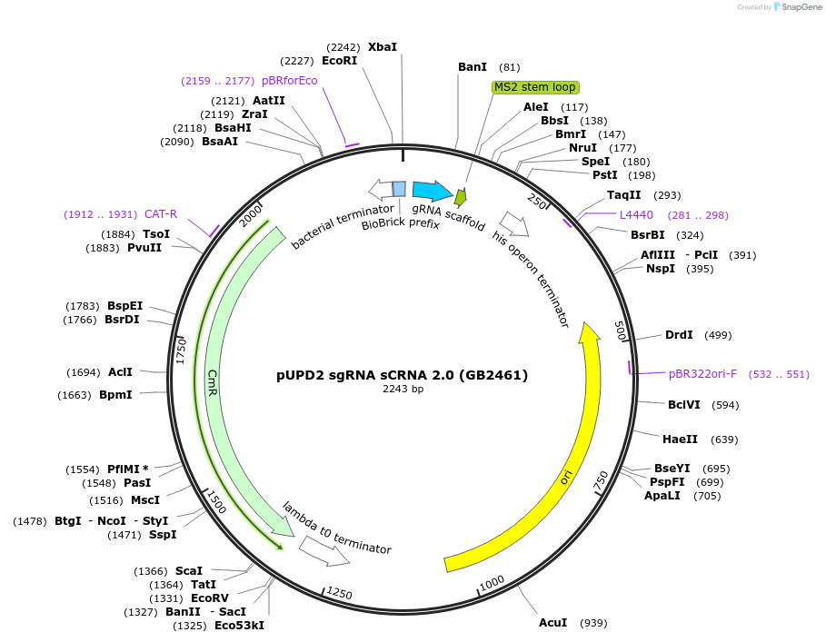 160593-plasmid-map-sequence-id-322073