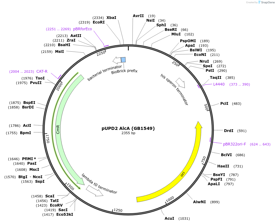 160584-plasmid-map-sequence-id-322082