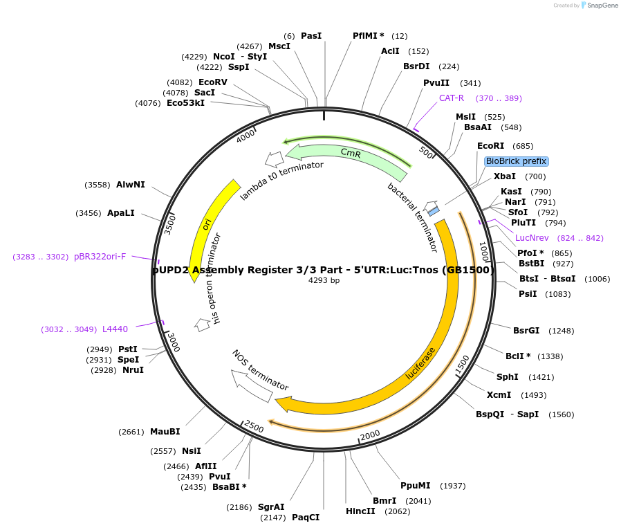 160581-plasmid-map-sequence-id-322088