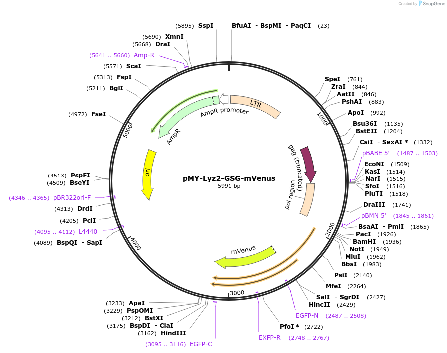 163348-plasmid-map-sequence-id-322094