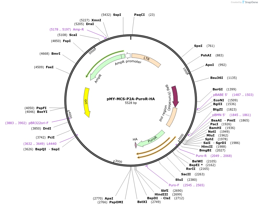 163352-plasmid-map-sequence-id-322098