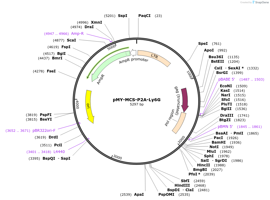 163353-plasmid-map-sequence-id-322099