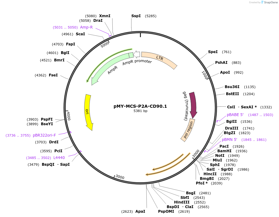 163354-plasmid-map-sequence-id-322100