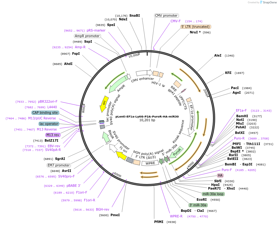 163359-plasmid-map-sequence-id-322106