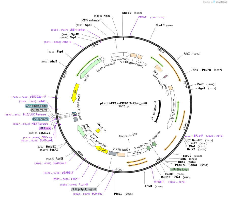 163360-plasmid-map-sequence-id-322108