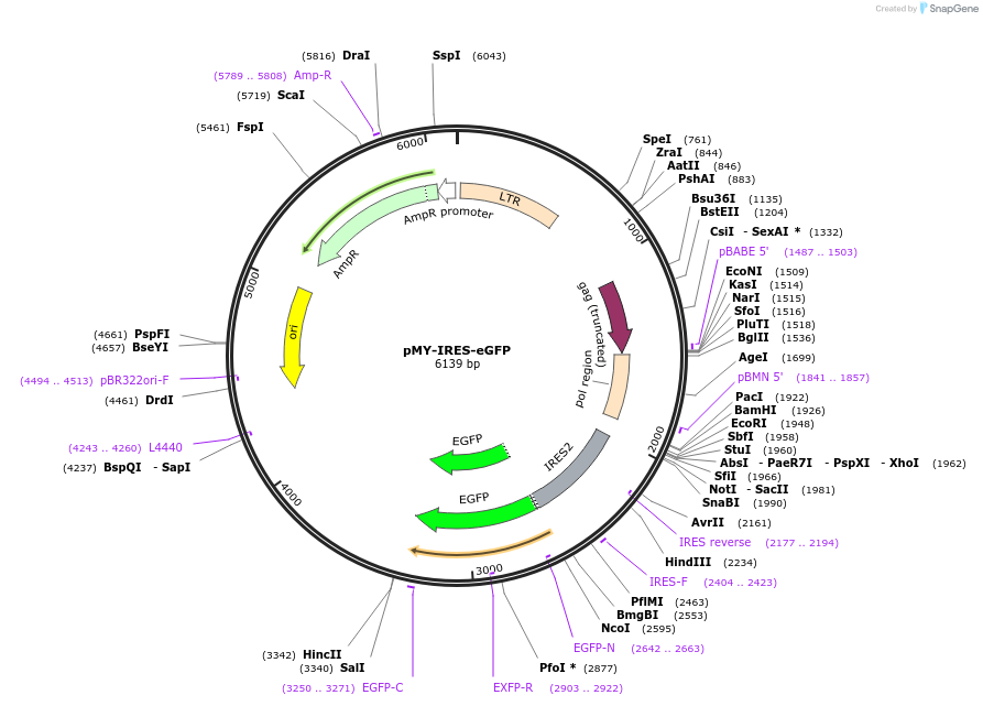 163361-plasmid-map-sequence-id-322109