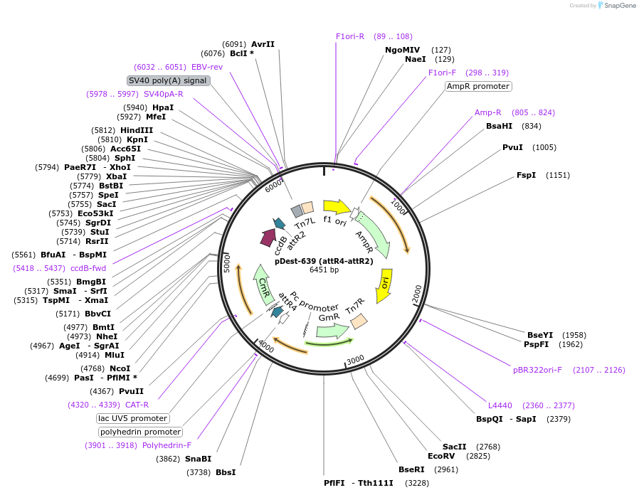 161880-plasmid-map-sequence-id-322111