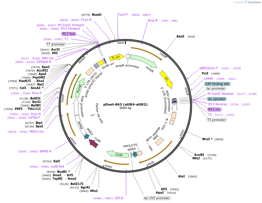 161884-plasmid-map-sequence-id-322115