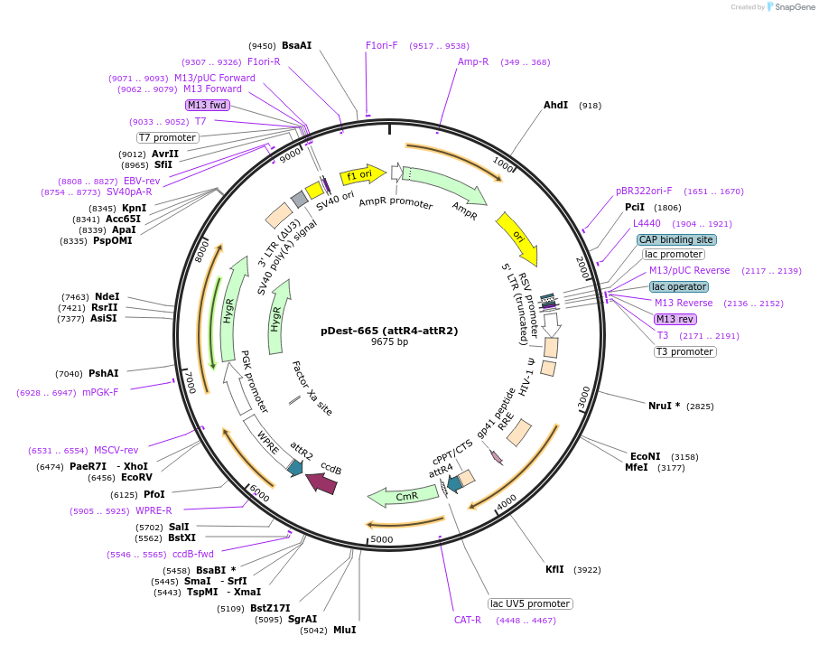 161885-plasmid-map-sequence-id-322119