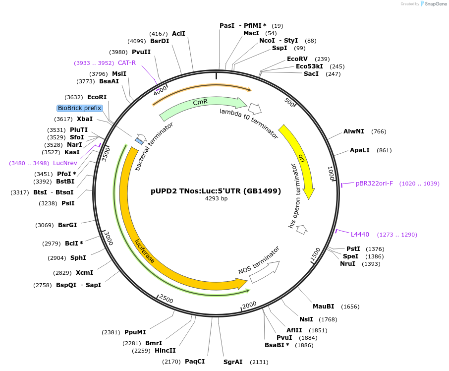 160580-plasmid-map-sequence-id-322120