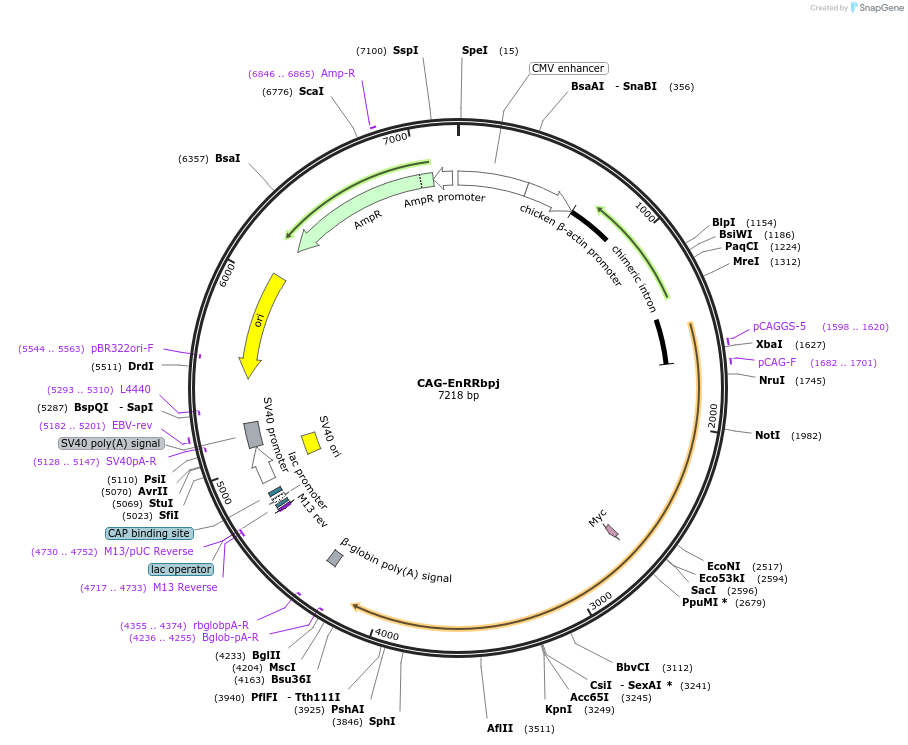 160925-plasmid-map-sequence-id-322126