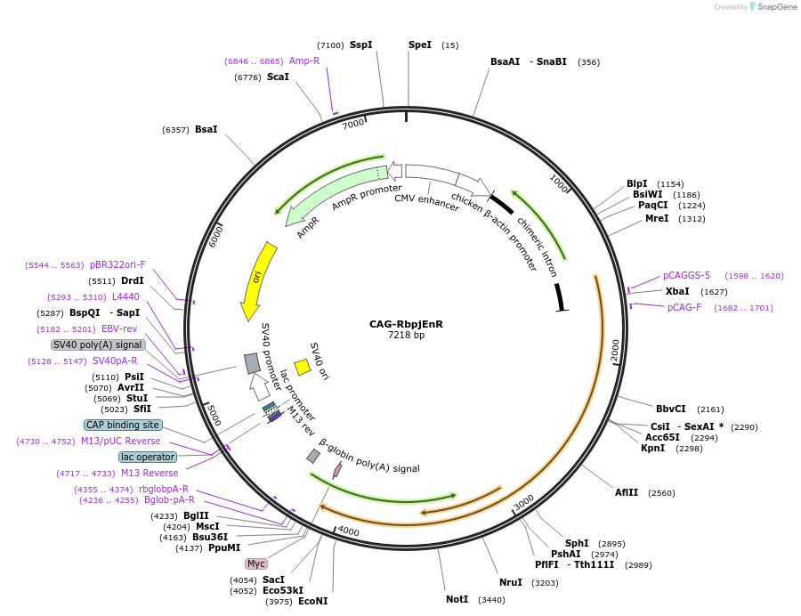 160924-plasmid-map-sequence-id-322130