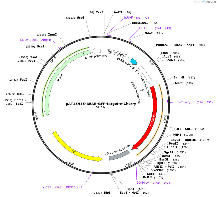 162995-plasmid-map-sequence-id-322133
