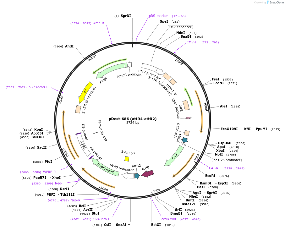 161889-plasmid-map-sequence-id-322135