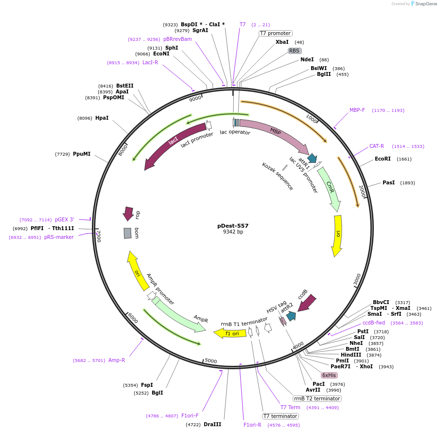 161890-plasmid-map-sequence-id-322136