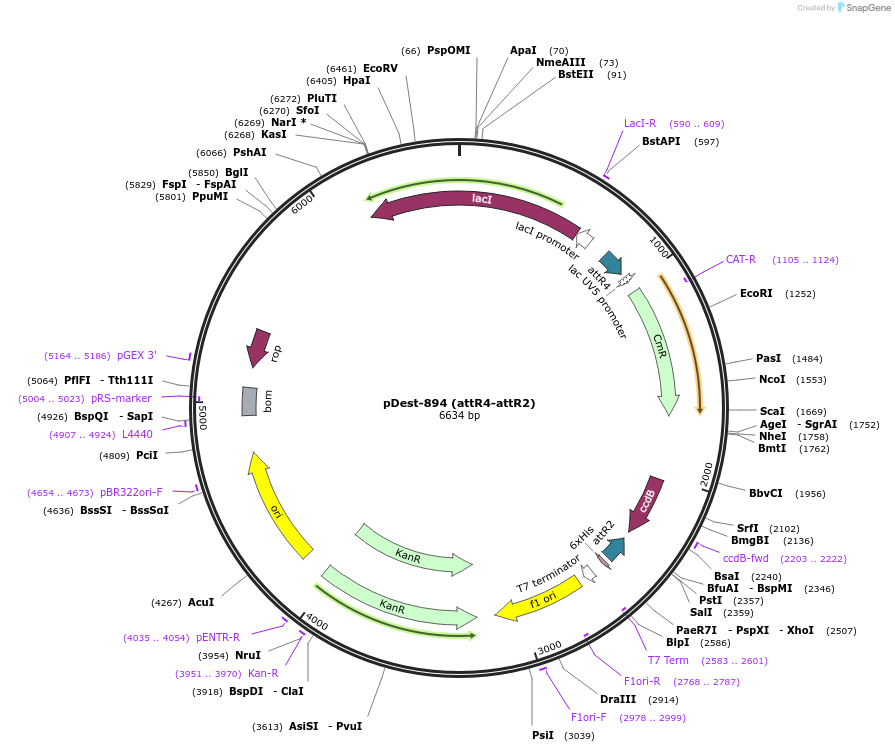 161893-plasmid-map-sequence-id-322139