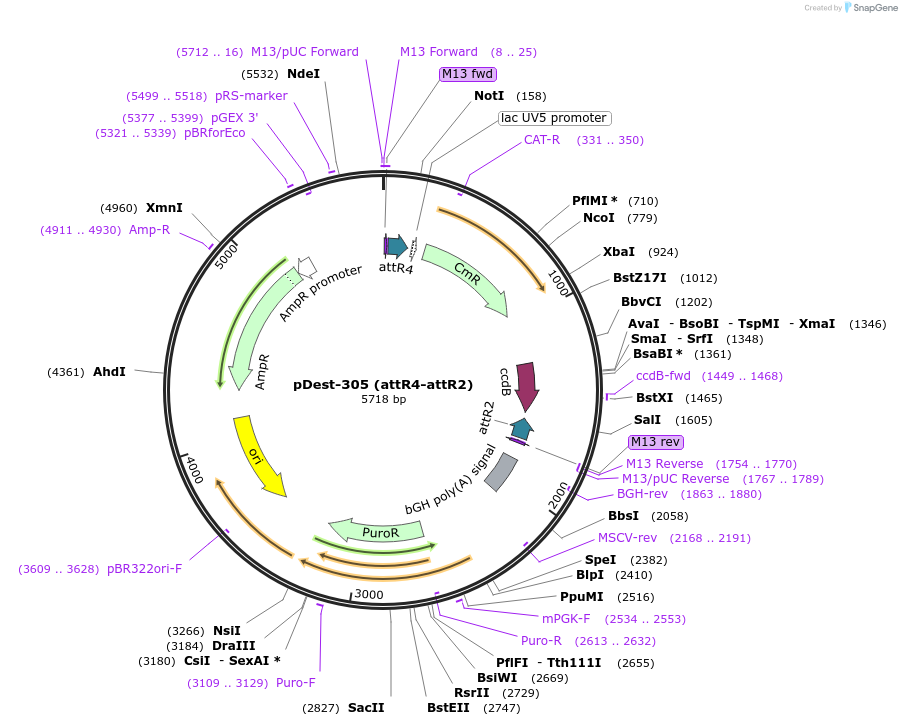 161895-plasmid-map-sequence-id-322148