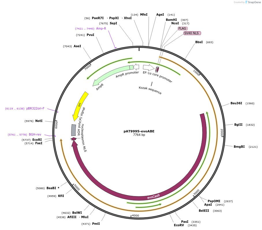 163003-plasmid-map-sequence-id-322149