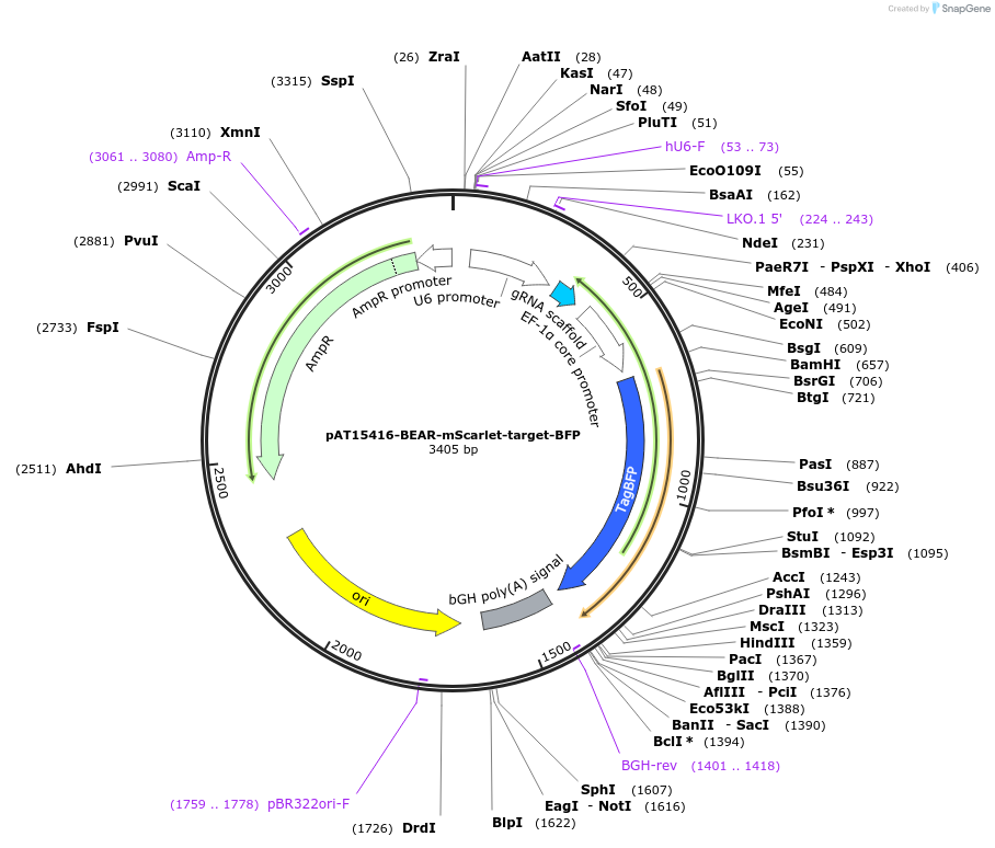 162996-plasmid-map-sequence-id-322150