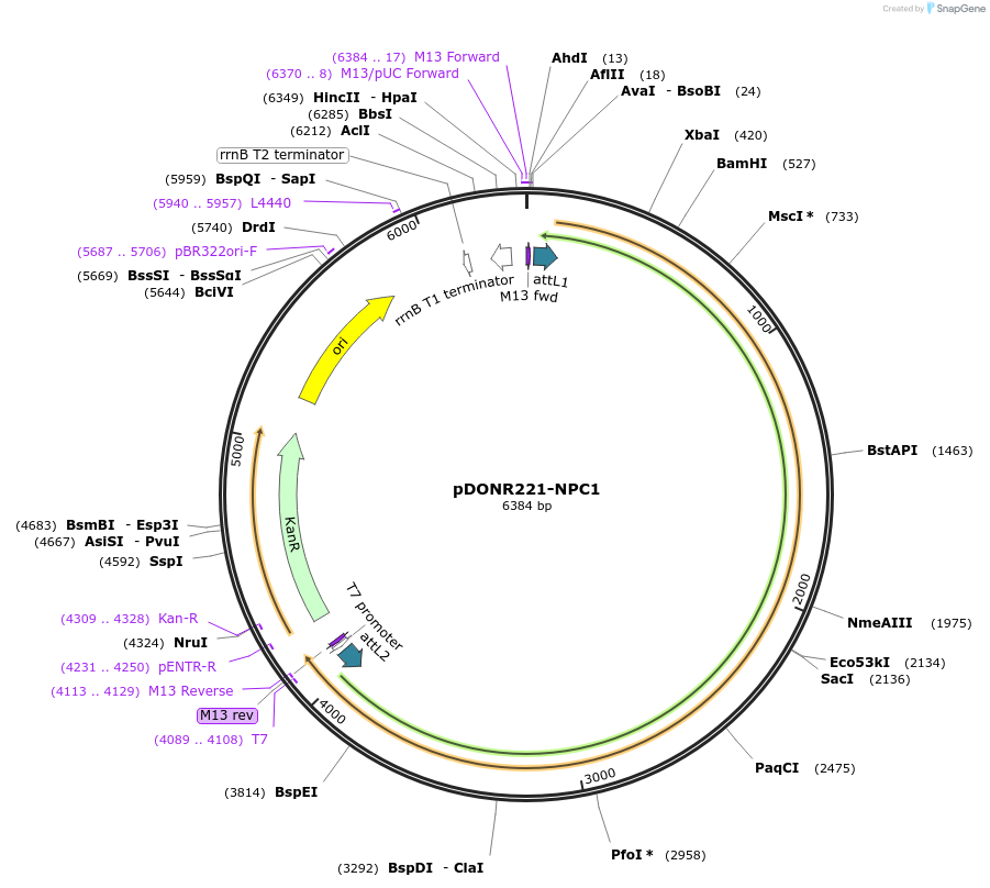 132295-plasmid-map-sequence-id-322152