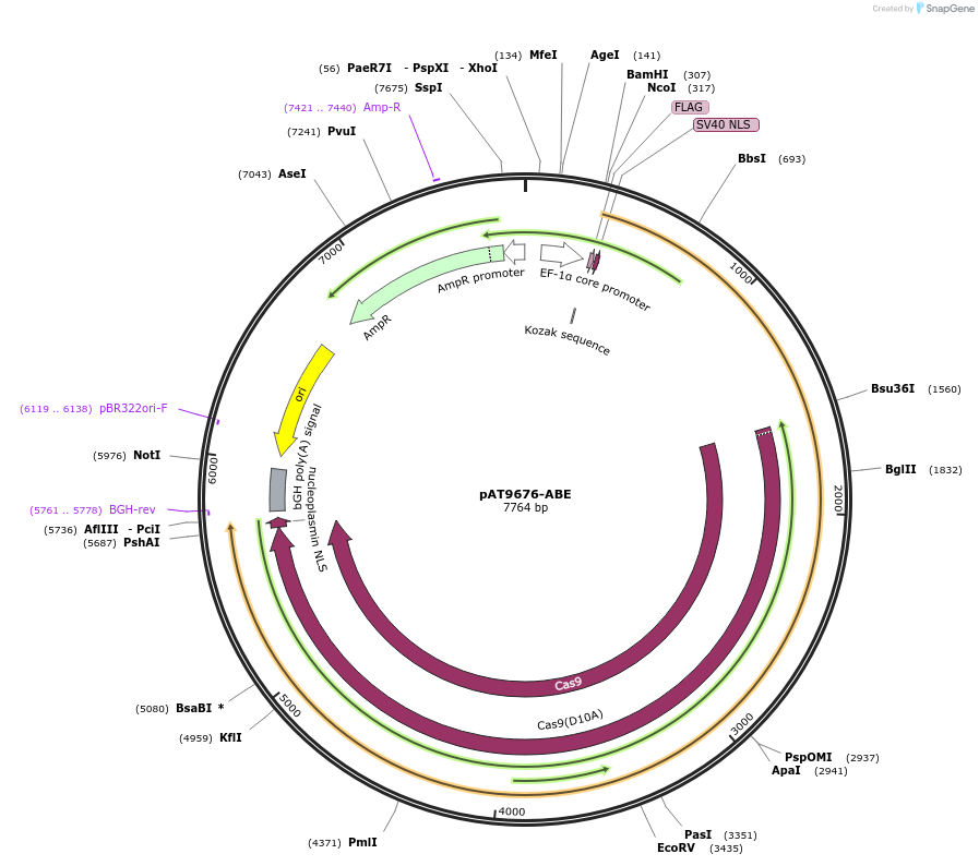 162997-plasmid-map-sequence-id-322153