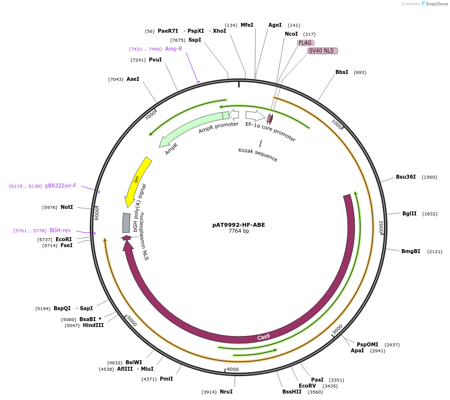 163000-plasmid-map-sequence-id-322159