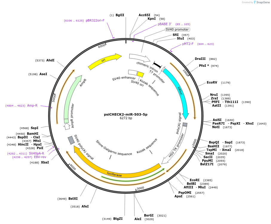 135725-plasmid-map-sequence-id-322172