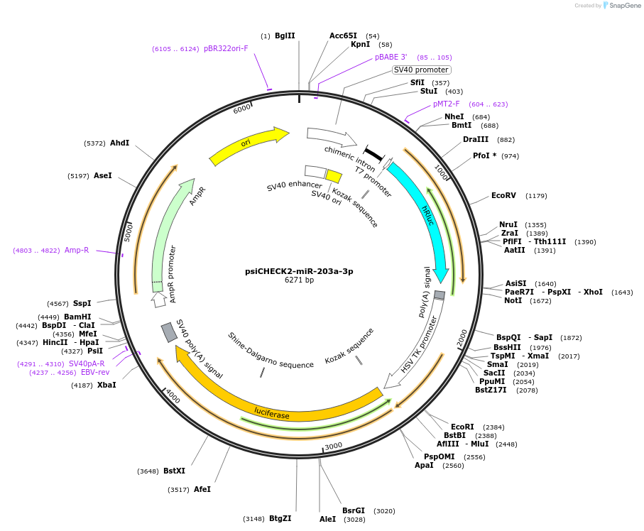 135722-plasmid-map-sequence-id-322176