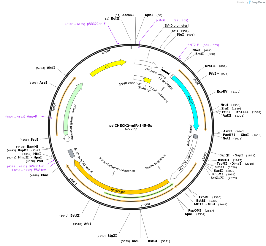 135718-plasmid-map-sequence-id-322199