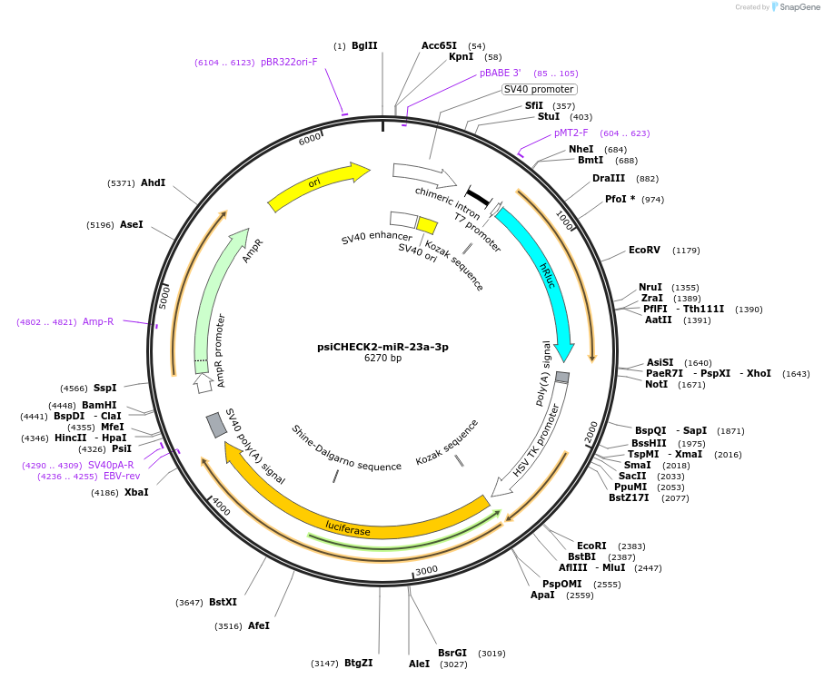 135711-plasmid-map-sequence-id-322206