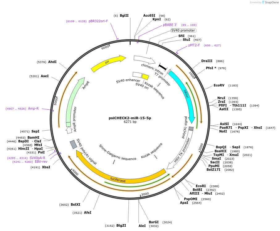 135709-plasmid-map-sequence-id-322208