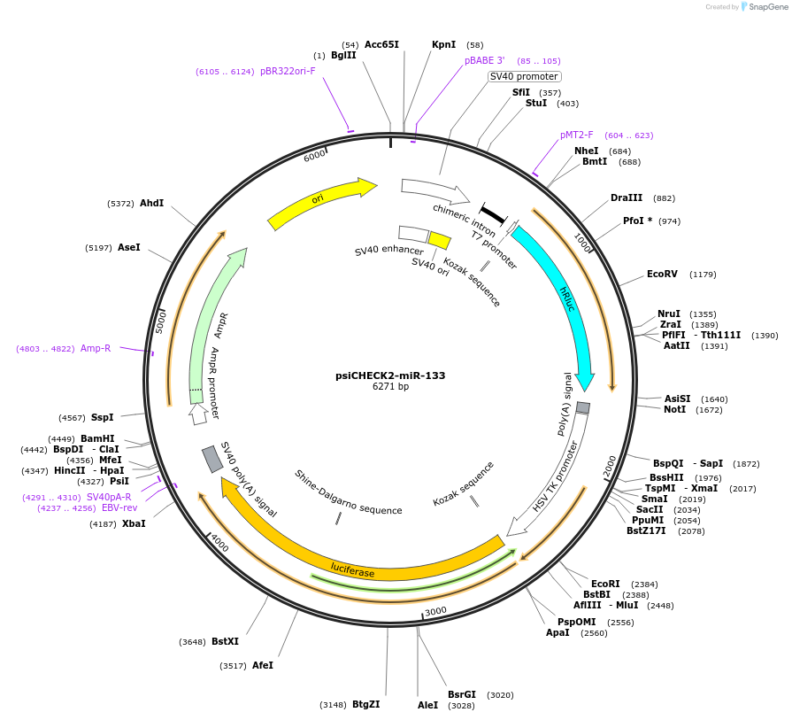 135704-plasmid-map-sequence-id-322213
