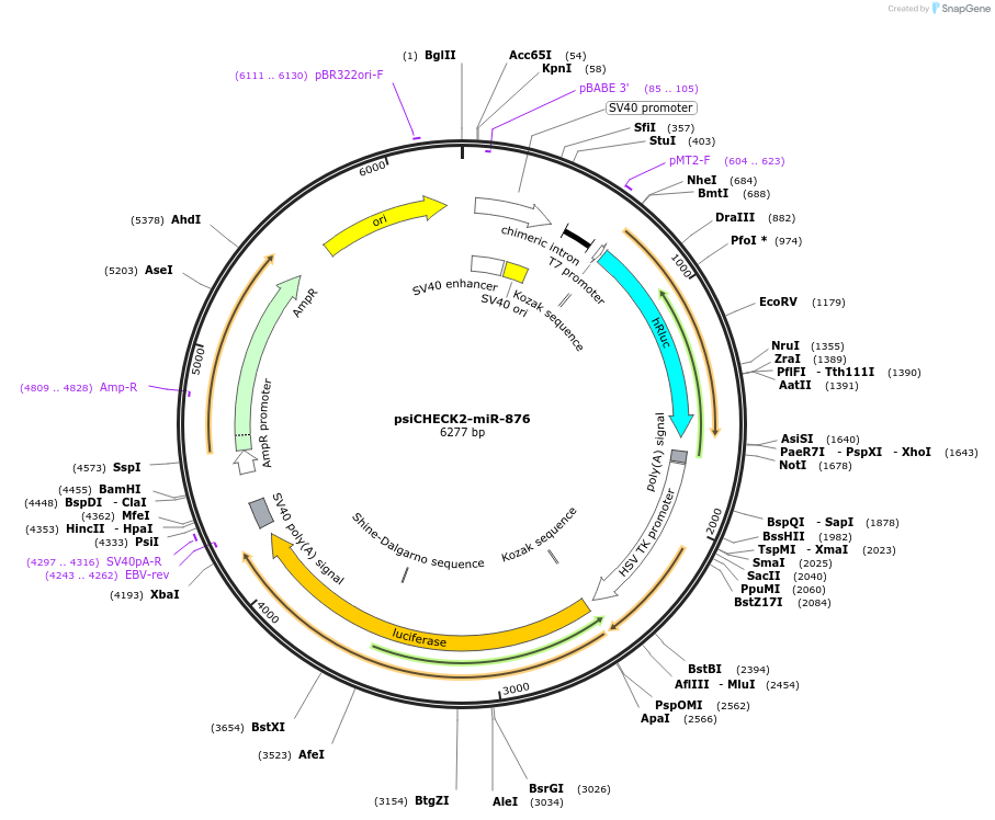 135696-plasmid-map-sequence-id-322220