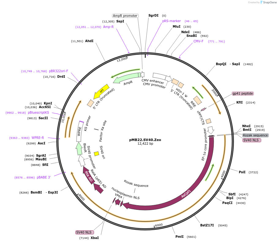 135692-plasmid-map-sequence-id-322223