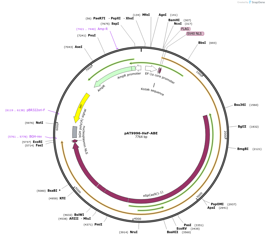 163004-plasmid-map-sequence-id-322275