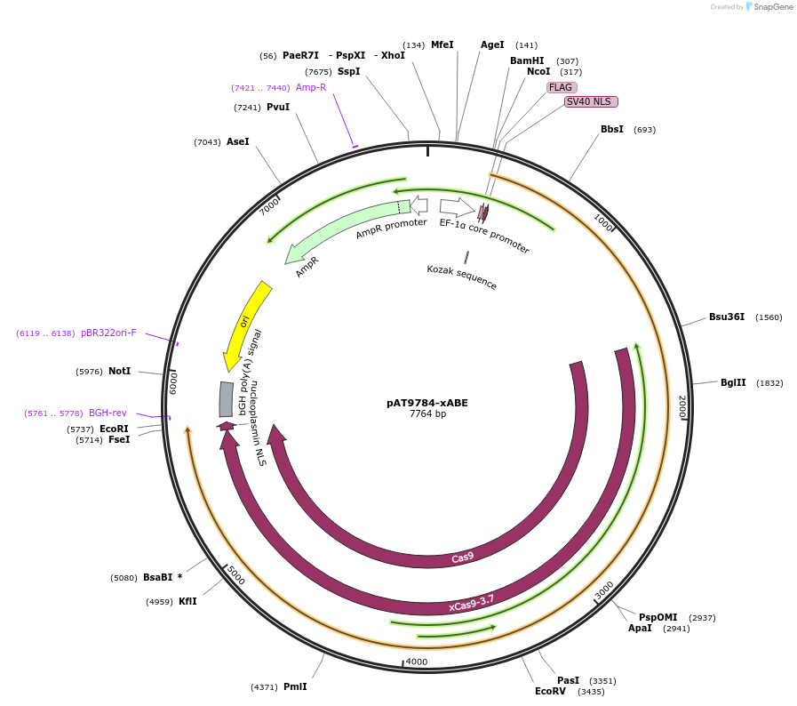 163005-plasmid-map-sequence-id-322276