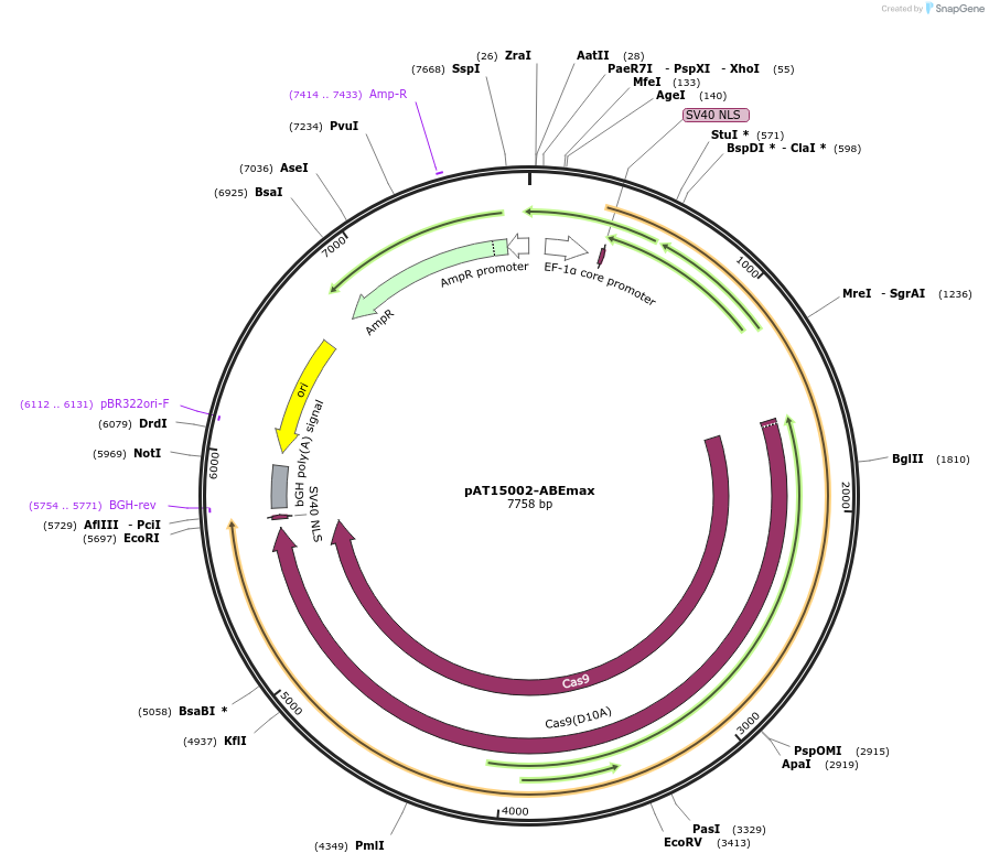 163006-plasmid-map-sequence-id-322277