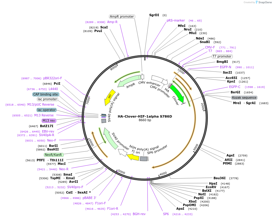 163368-plasmid-map-sequence-id-322280