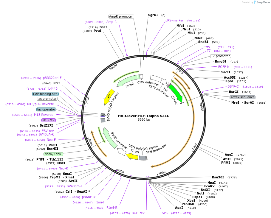 163369-plasmid-map-sequence-id-322292