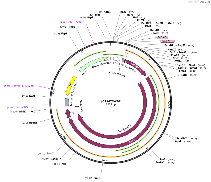 163007-plasmid-map-sequence-id-322299