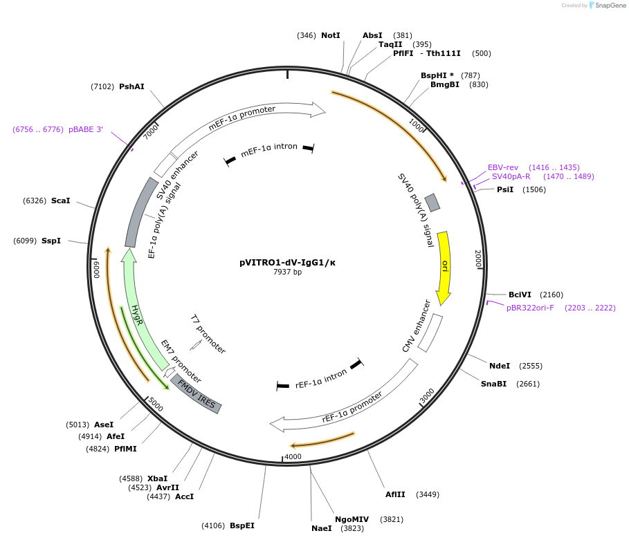 52213-plasmid-map-sequence-id-322304