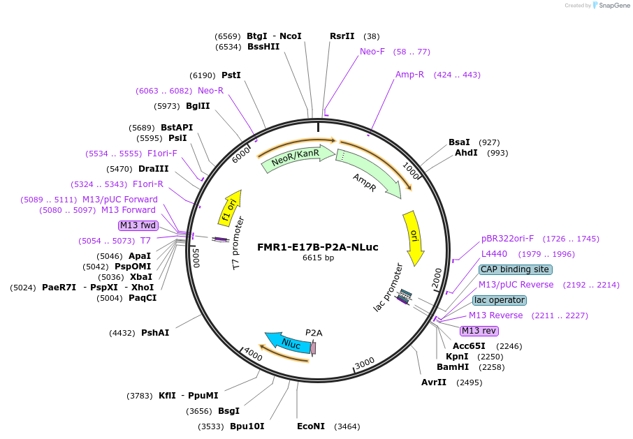 157857-plasmid-map-sequence-id-322360