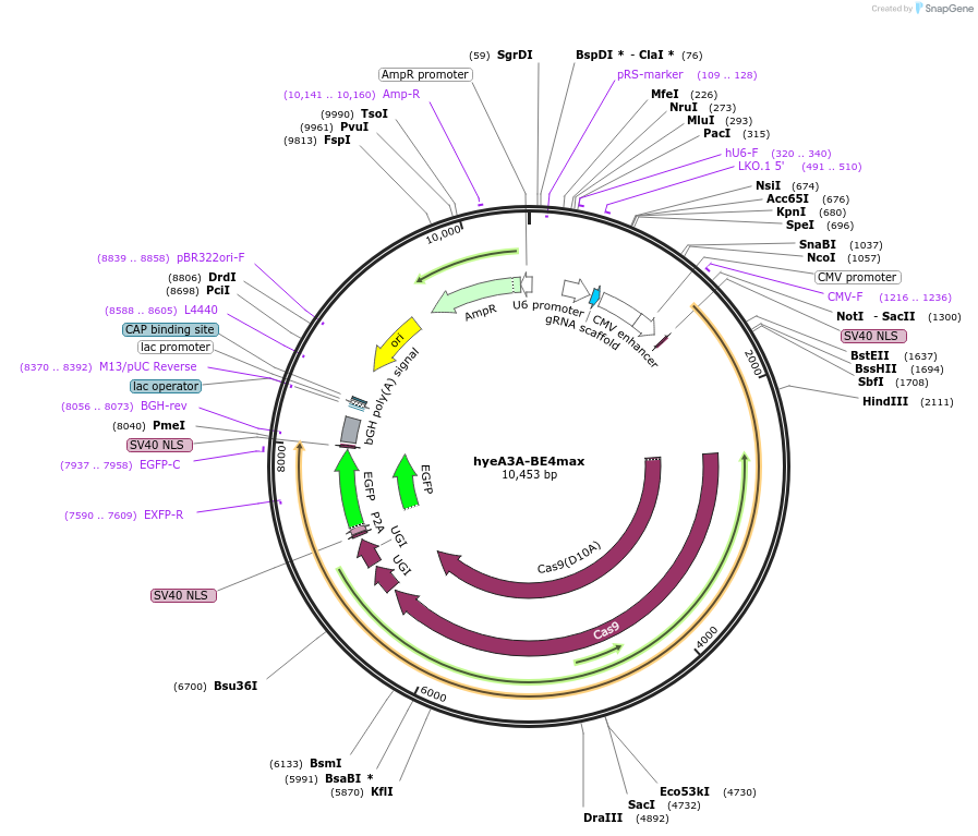 157944-plasmid-map-sequence-id-322361