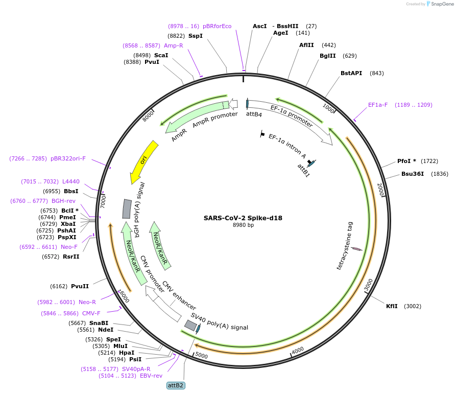 164583-plasmid-map-sequence-id-322362