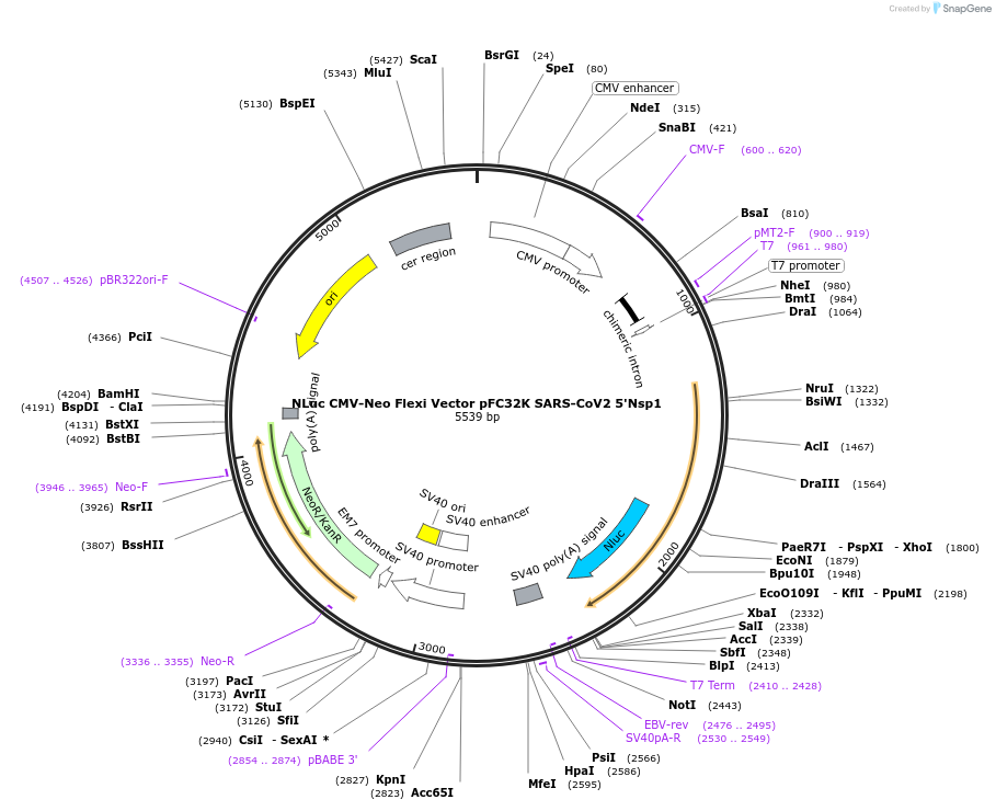 163319-plasmid-map-sequence-id-322364