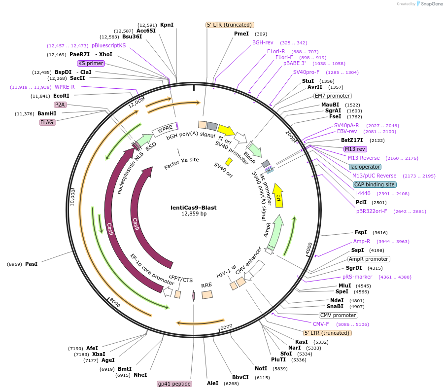52962-plasmid-map-sequence-id-322376
